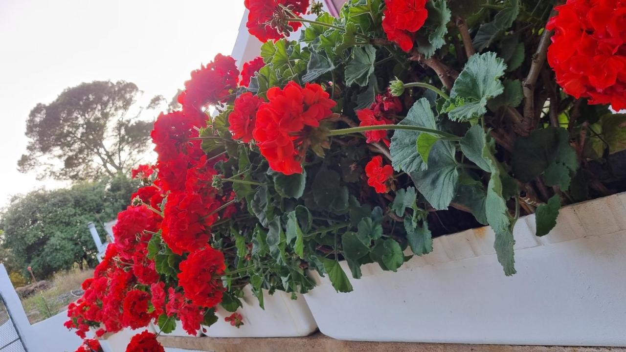 Finca Sa Cova De Mallorca Сенсельес Экстерьер фото