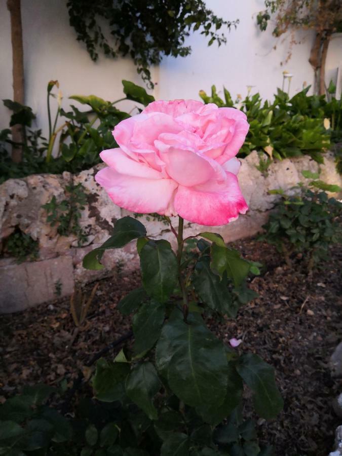 Finca Sa Cova De Mallorca Сенсельес Экстерьер фото